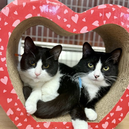 Edward & Scottie, an adoptable Domestic Short Hair in Winchendon, MA