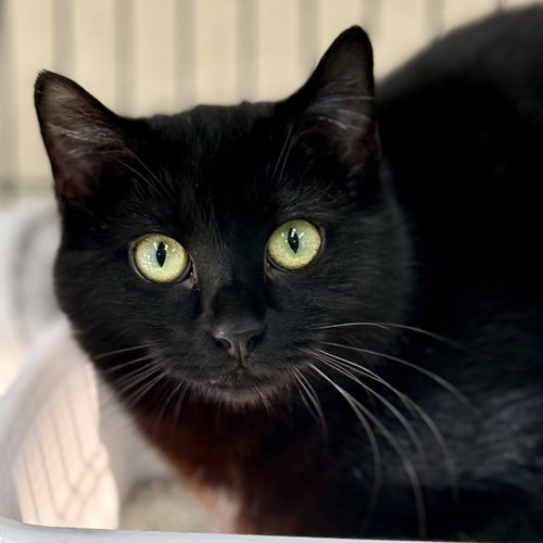 Leslie, an adoptable Domestic Medium Hair in Winchendon, MA
