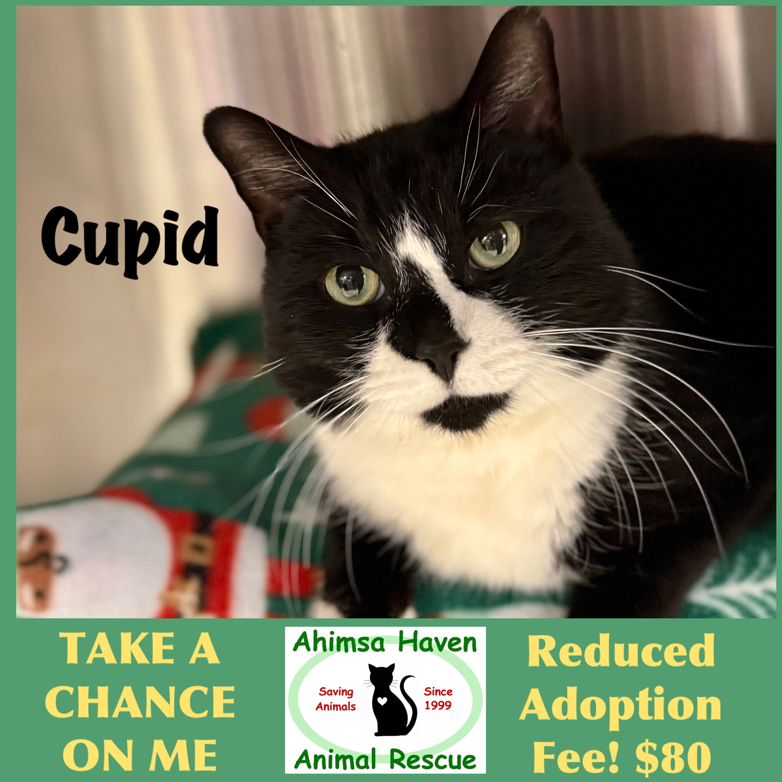 Cupid Image