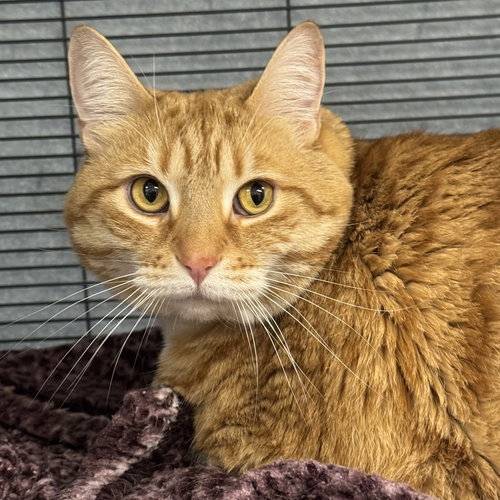 Gracie, an adoptable Domestic Short Hair in Winchendon, MA