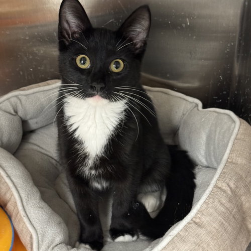 picture of the cat needing adoption