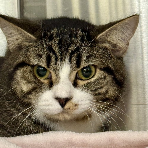 picture of the cat needing adoption