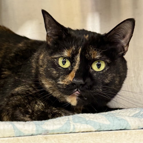 picture of the cat needing adoption