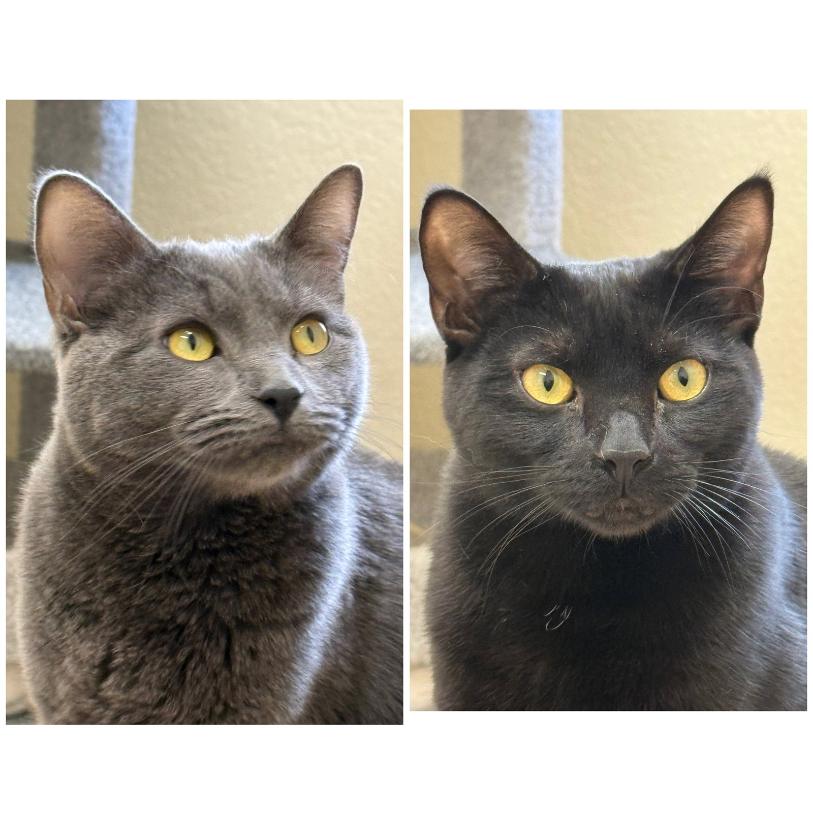 Max & Oliver
