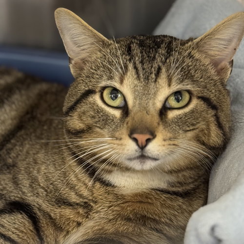 picture of the cat needing adoption