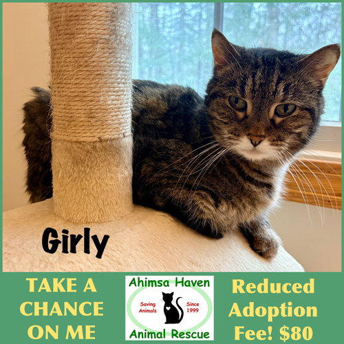 Girly, Senior Domestic Short Hair / Torbie (short coat), cat for adoption in Woburn, Massachusetts