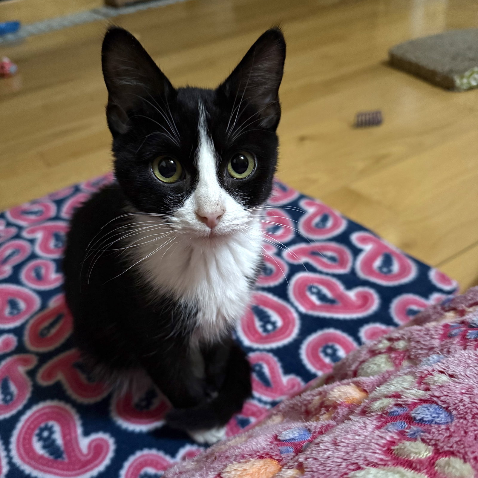 Peanut