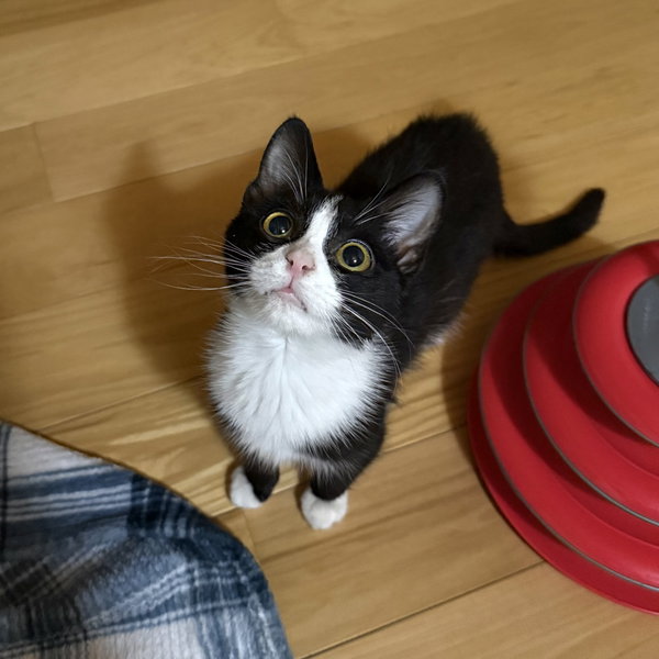 Peanut