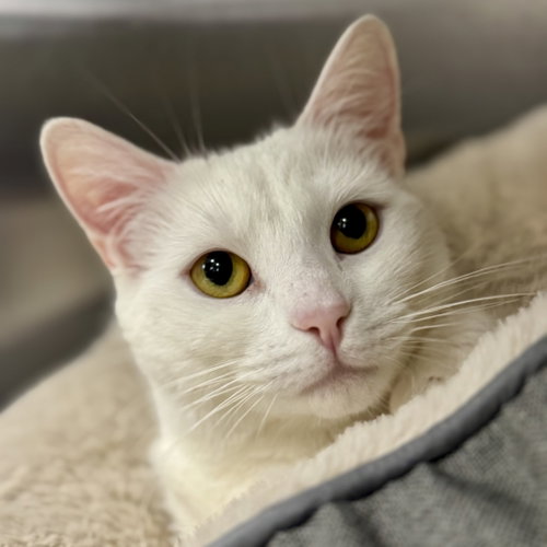 Baby, Young Domestic Short Hair (short coat), cat for adoption in Chicopee, Massachusetts