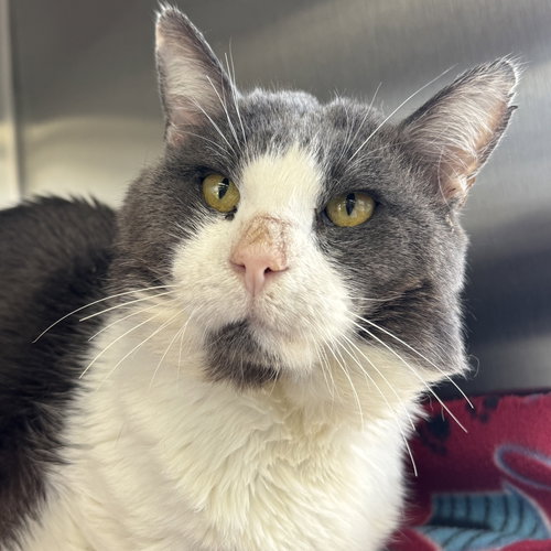 Oreo, an adoptable Domestic Short Hair in Winchendon, MA