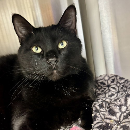 Biggie, an adoptable Domestic Short Hair in Winchendon, MA