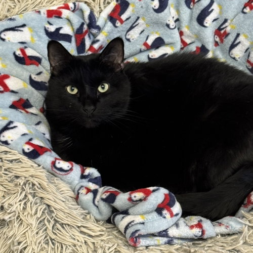 Biggie, an adoptable Domestic Short Hair in Winchendon, MA