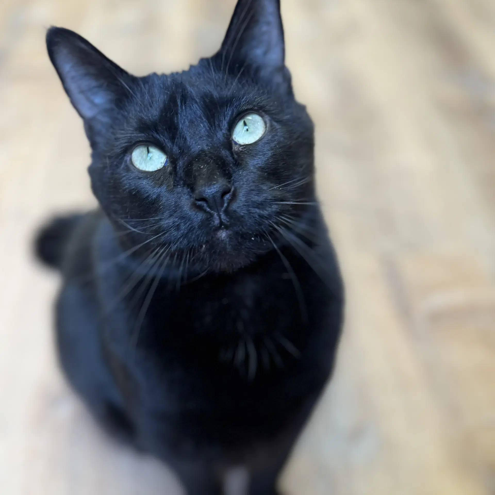 Biggie - Domestic Short Hair