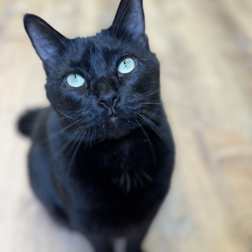 Biggie, an adoptable Domestic Short Hair in Winchendon, MA