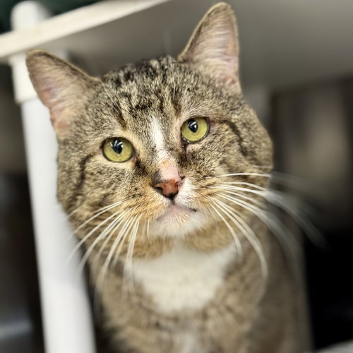 Brownie, an adoptable Domestic Short Hair in Winchendon, MA