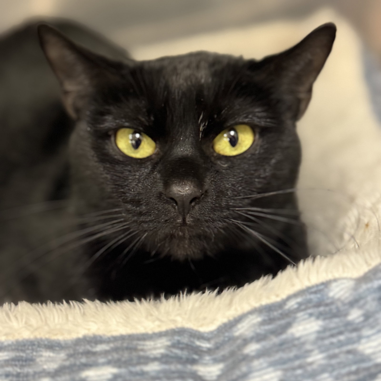 Luna