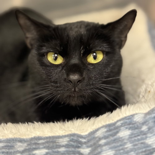 Luna, an adoptable Domestic Short Hair in Winchendon, MA
