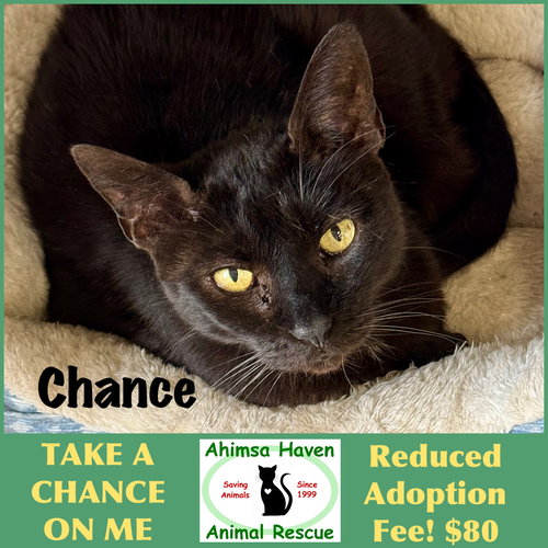 Chance, an adoptable Domestic Short Hair in Winchendon, MA