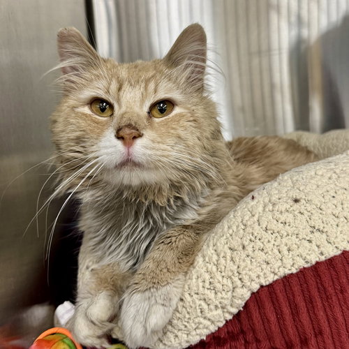 Buttercup, an adoptable Domestic Long Hair in Winchendon, MA