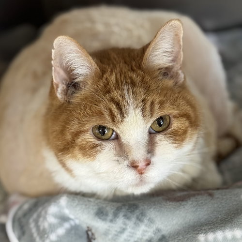 Cookie, Adult Domestic Short Hair (short coat), cat for adoption in Lynn, Massachusetts