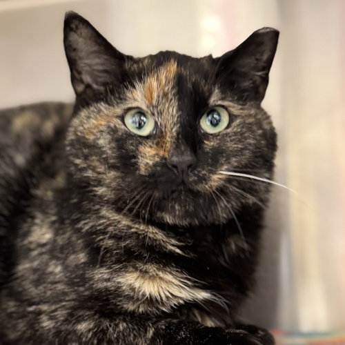 Hannah, Young Domestic Short Hair / Tortoiseshell (short coat), cat for adoption in Woburn, Massachusetts