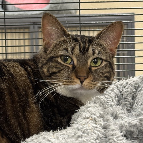 Stella, Young Domestic Short Hair / Tabby (short coat), cat for adoption in Woburn, Massachusetts