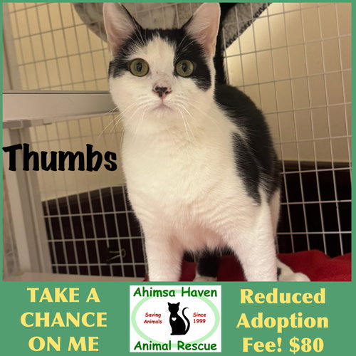Thumbs, Young Domestic Short Hair (short coat), cat for adoption in Woburn, Massachusetts