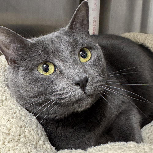 Willow, Young Domestic Short Hair (short coat), cat for adoption in Lynn, Massachusetts
