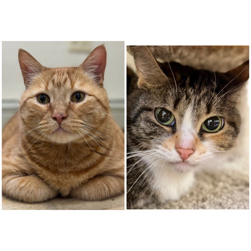Mammas & Simba, Adult Domestic Short Hair / Tabby (short coat), cat for adoption in Woburn, Massachusetts