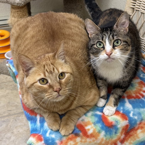 Mammas & Simba, an adoptable Domestic Short Hair in Winchendon, MA