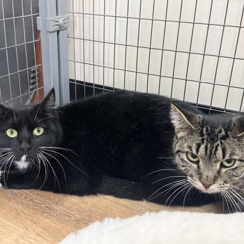 Mouse & Squirrel, an adoptable Domestic Short Hair in Winchendon, MA