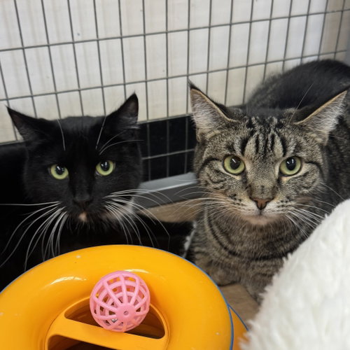 Mouse & Squirrel, an adoptable Domestic Short Hair in Winchendon, MA