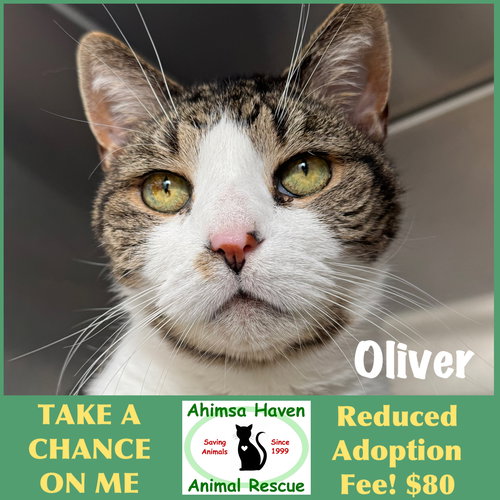 Oliver, an adoptable Domestic Short Hair in Winchendon, MA