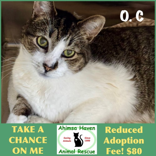 O.C, an adoptable Domestic Short Hair in Winchendon, MA