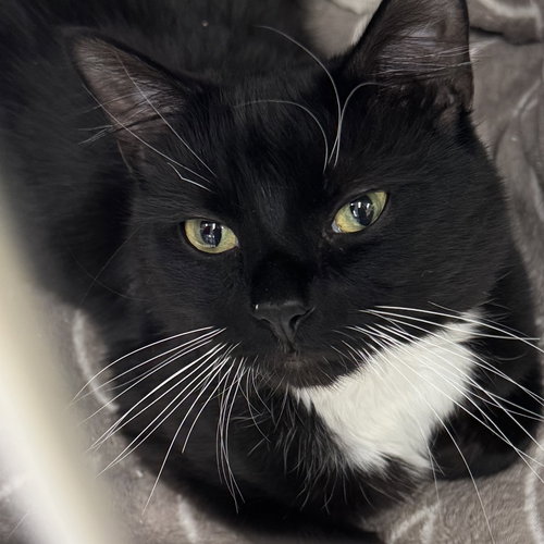 Storm-Shadow, an adoptable Domestic Short Hair in Winchendon, MA