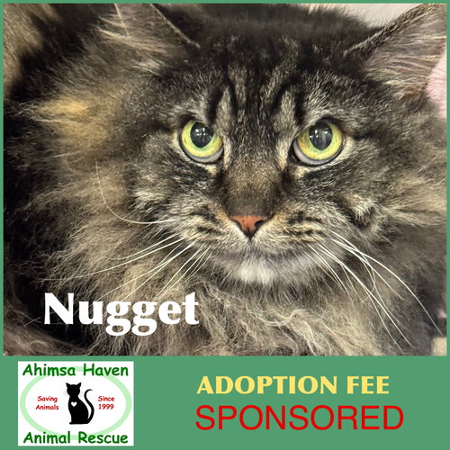 Nugget, an adoptable Domestic Long Hair in Winchendon, MA