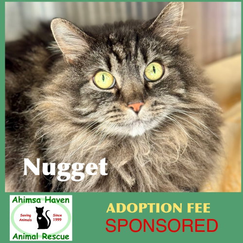 Nugget, an adoptable Domestic Long Hair in Winchendon, MA