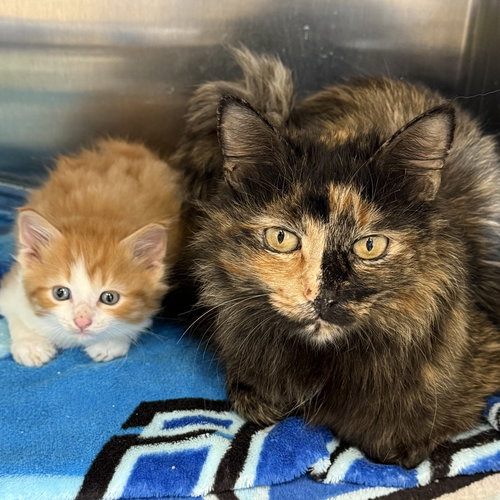 Bumble & Honeybell, an adoptable Domestic Medium Hair in Winchendon, MA