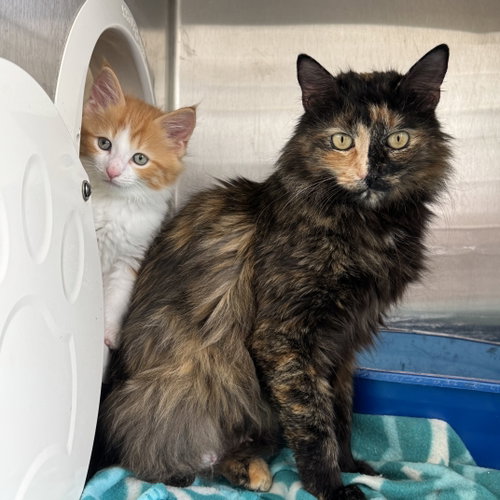 Bumble & Honeybell, Young Domestic Medium Hair / Tortoiseshell (medium coat), cat for adoption in Chicopee, Massachusetts