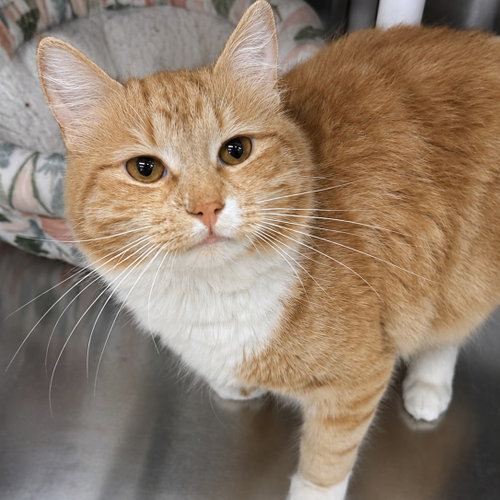 Hercules, an adoptable Domestic Medium Hair in Winchendon, MA