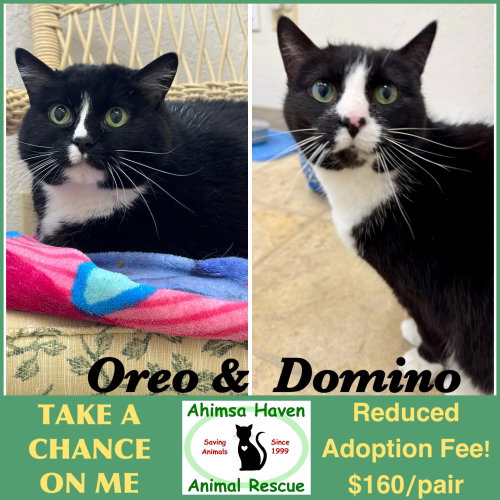 Oreo & Domino, an adoptable Domestic Short Hair in Winchendon, MA