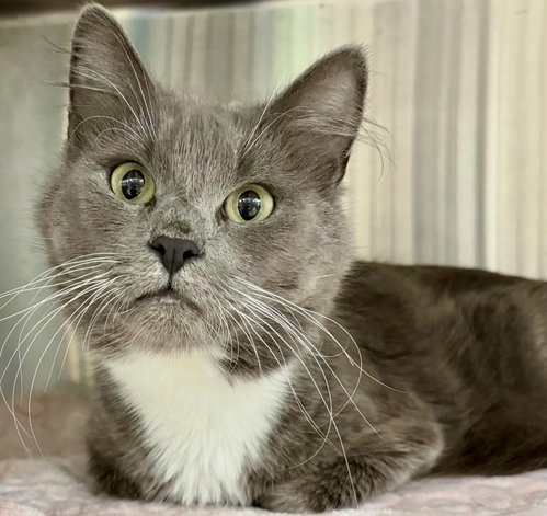 Princess, an adoptable Domestic Medium Hair in Winchendon, MA