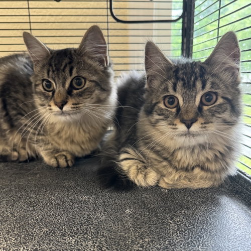 Enzo & Middi