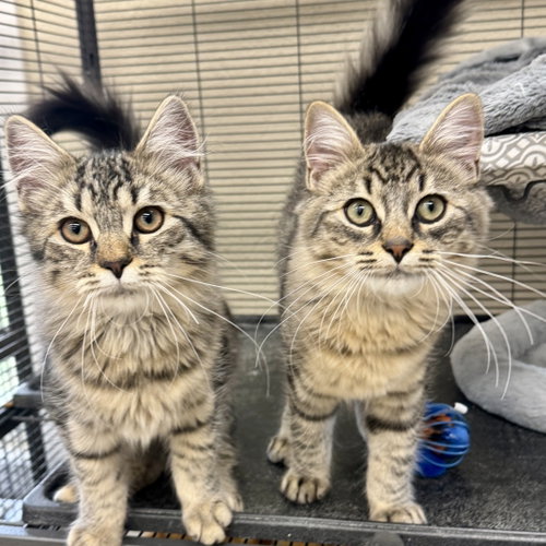 Enzo & Middi, Young Domestic Medium Hair (medium coat), cat for adoption in Leominster, Massachusetts