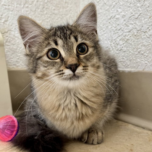 Mittens