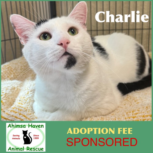Charlie, Young Domestic Short Hair (short coat), cat for adoption in Leominster, Massachusetts