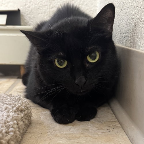 Coco