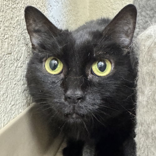 Coco, an adoptable Domestic Short Hair in Winchendon, MA