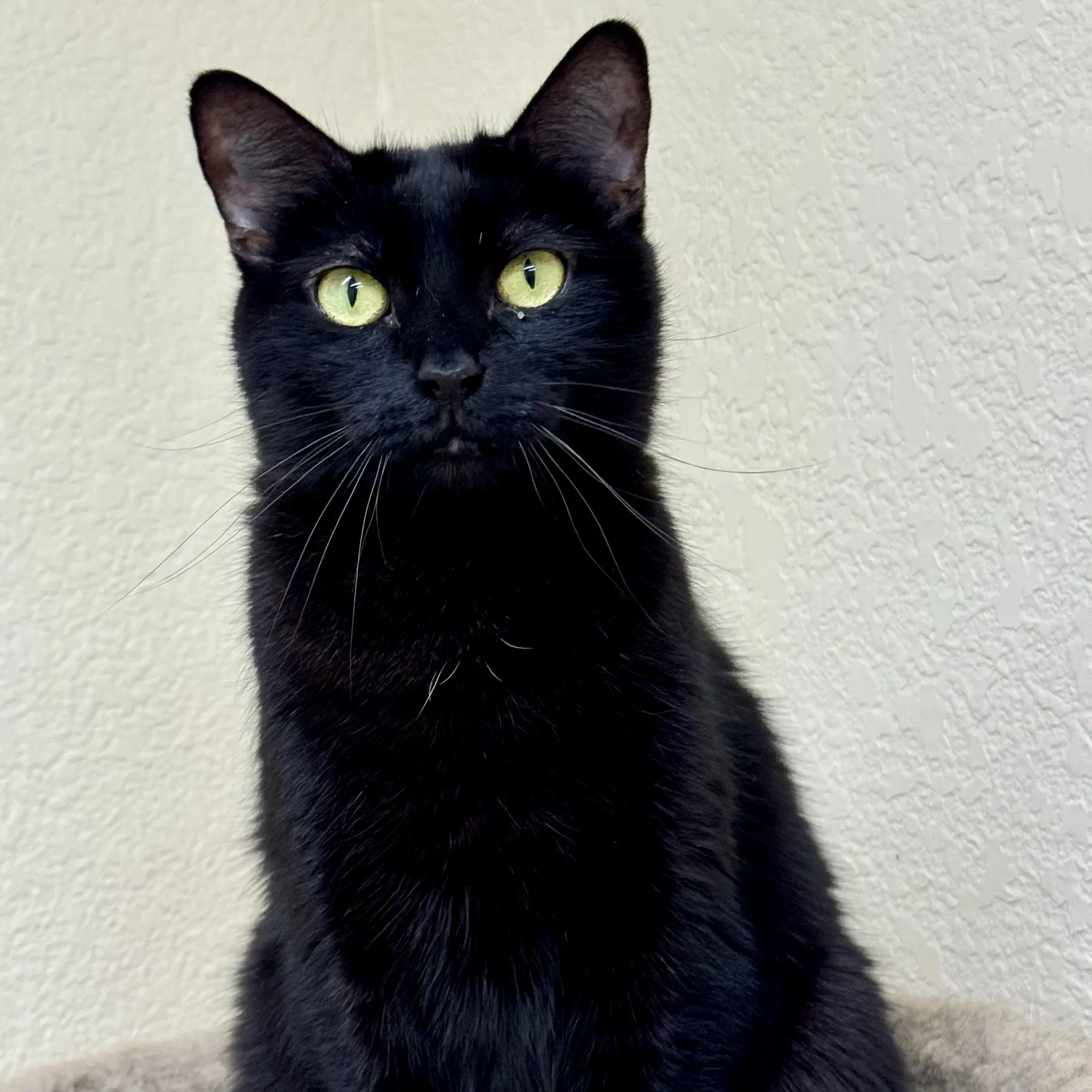 Coco - Domestic Short Hair
