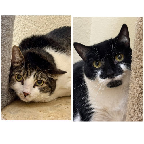 Sauerkraut & Mewthree, an adoptable Domestic Short Hair in Winchendon, MA
